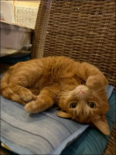 Ta couleur préférée est le :