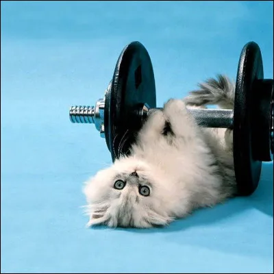 Et enfin, ton sport de prédilection est...