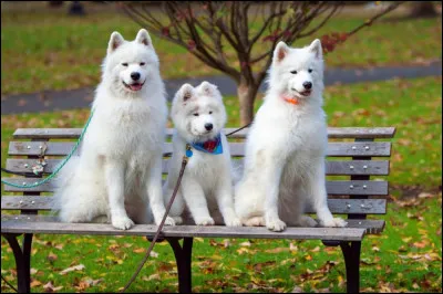 Lequel de ces chiens de fiction n'est pas blanc ?