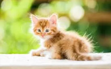 Quiz Animaux