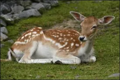 Quel est cet animal ?