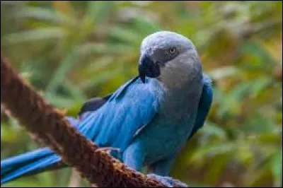 Quel est cet animal ?