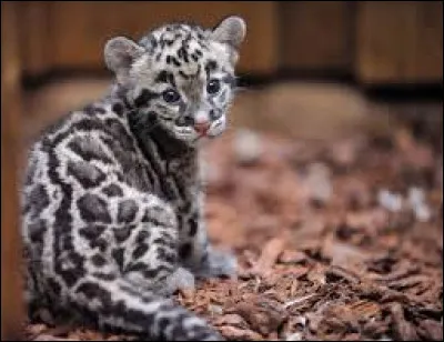 Quel est cet animal ?