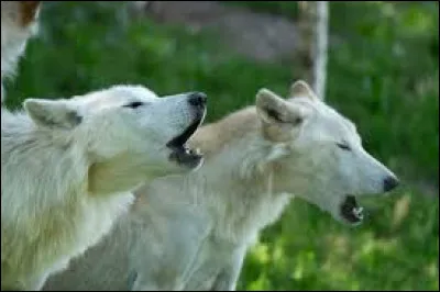 Quel est cet animal ?