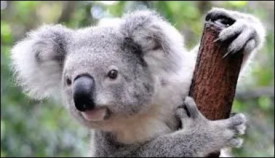 Quel est cet animal ?