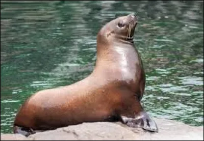 Quel est cet animal ?