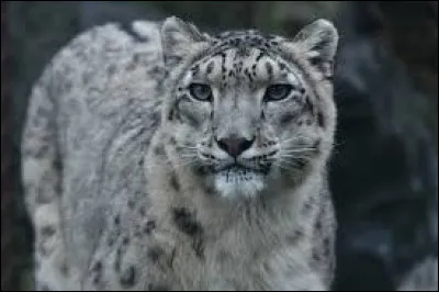 Quel est cet animal ?