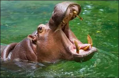 Quel est cet animal ?