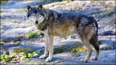 Quel est cet animal ?