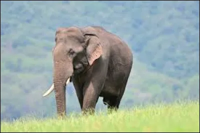 Quel est cet animal ?