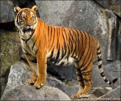 Quel est cet animal ?