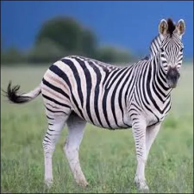 Quel est cet animal ?