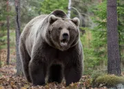 Quiz L'ours
