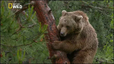 L'ours, en réalité, n'aime pas le miel.