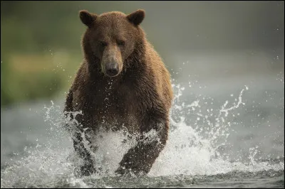 Il est plus rapide que fort.