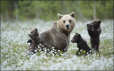 Les ours sont des animaux solitaires.
