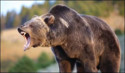 Les ours peuvent attaquer sans pitié un humain !
