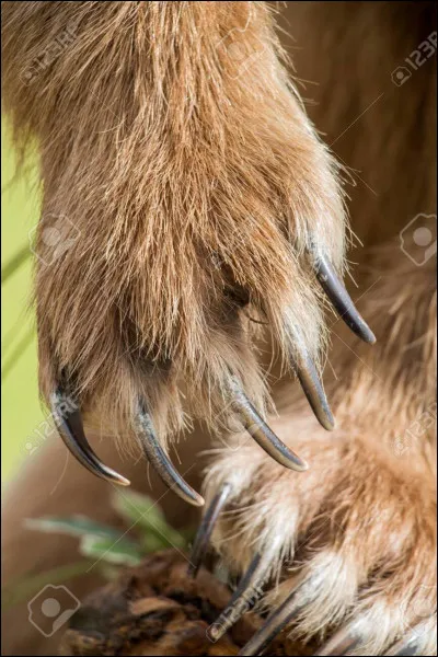 Leurs petites griffes permettent de décapiter des souris !