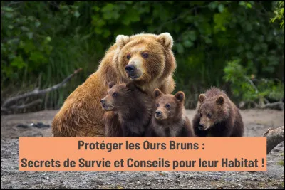 L'ours est une espèce protégée.