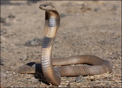 Quel est le nom de ce serpent au venin très dangereux qui contient des substances neurotoxiques ?