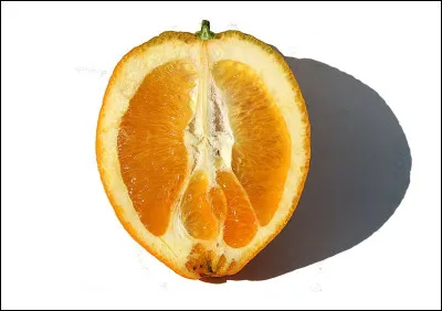 Quel est le nom de cette variété d'orange qui porte un deuxième fruit à l'apex en forme de nombril ?