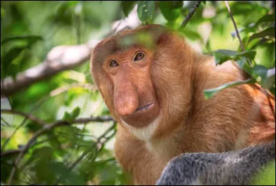 Quel est le nom de ce singe arboricole avec un appendice nasal mou et plat, endémique de l'île de Bornéo ?
