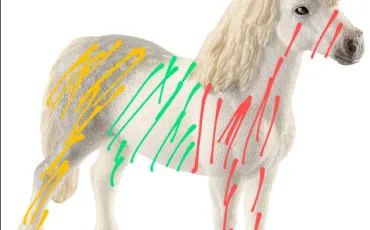 Quiz Galop 2