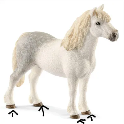 Comment se nomment les parties visées par les flèches ?