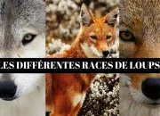 Quiz Les races de loups