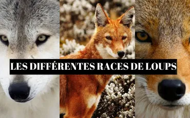 Quiz Loups