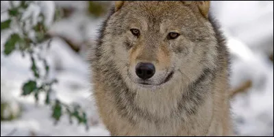 Et lui, pour finir, lequel est-ce ?