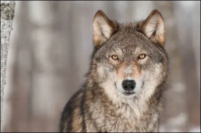 Quel est ce loup ?