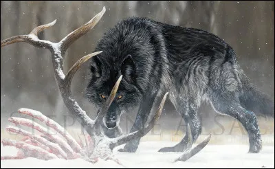 Quel est ce loup majestueux ?