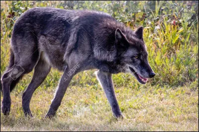 Quel est celui-là ?