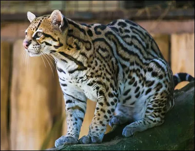 Cité pour le Nobel.