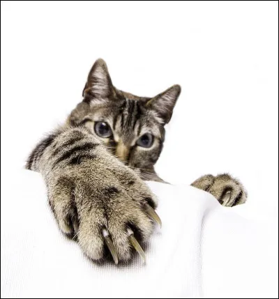 Quel record préfères-tu ?