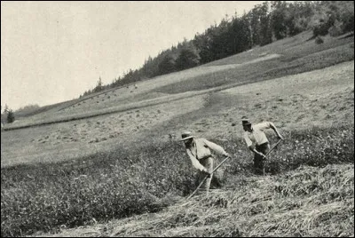 Voici deux paysans fauchant un champ. Quelle technique était employée ?