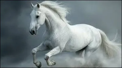 Qu'est-ce que le canon chez un cheval ?