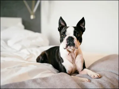 Quelle taille préfères-tu chez ton chien ?