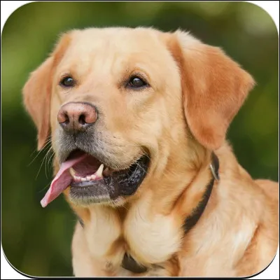 Quelle couleur de chien préfères-tu ?