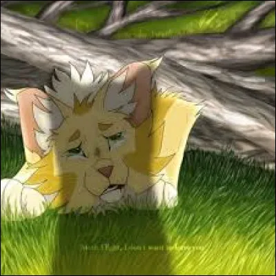 Mica est le premier guérisseur du Clan du Tonnerre :