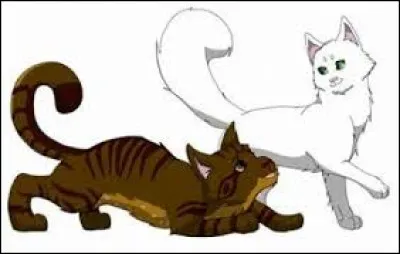 Les enfants d'Etoile du Tigre (2), il d'Ombre, Lumière Bondissante et Saut de Puce, ont du sang de chat domestique :