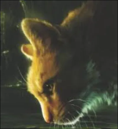 Pelage de Lion n'a jamais pardonné à Pelage de Brume d'avoir voulu le tuer :