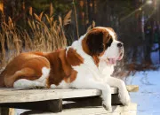 Quiz Le saint-bernard