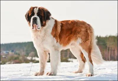 Quelle est la taille moyenne dun saint-bernard ?
