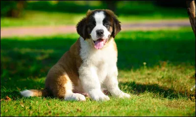 Quelle est la longévité moyenne dun saint-bernard ?