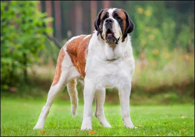 Quand est apparu le saint-bernard ?