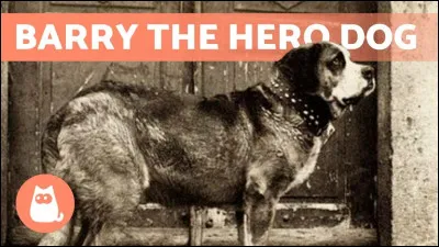 Combien de personnes ont été sauvées par Barry le saint-bernard le plus connu ?