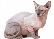 Test Quelle race de chat adopter ?