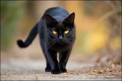 Aigle, elfe, lion ou épée ? Que préfères-tu ?